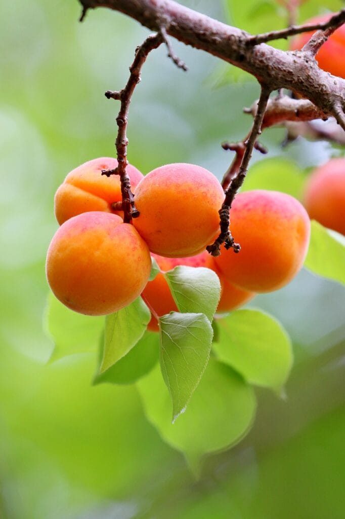 apricots, fruits, food, harvest, fresh, ripe, organic, produce, sweet, vitamins, apricot tree, apricot tree, apricot tree, apricot tree, apricot tree, apricot tree
